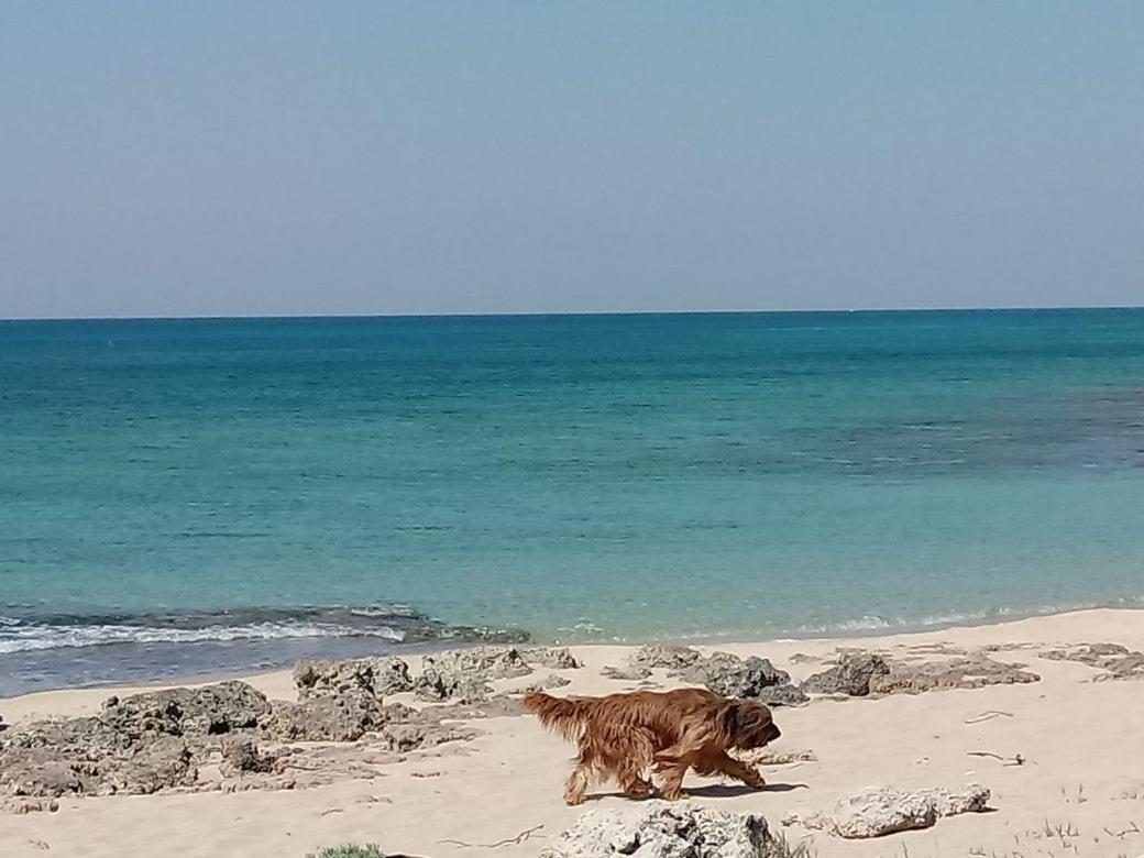 Stella Dell'Urmo Villa Avetrana Dış mekan fotoğraf